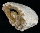 Crystal Filled Fossil Clam - Rucks Pit, FL #5535-3